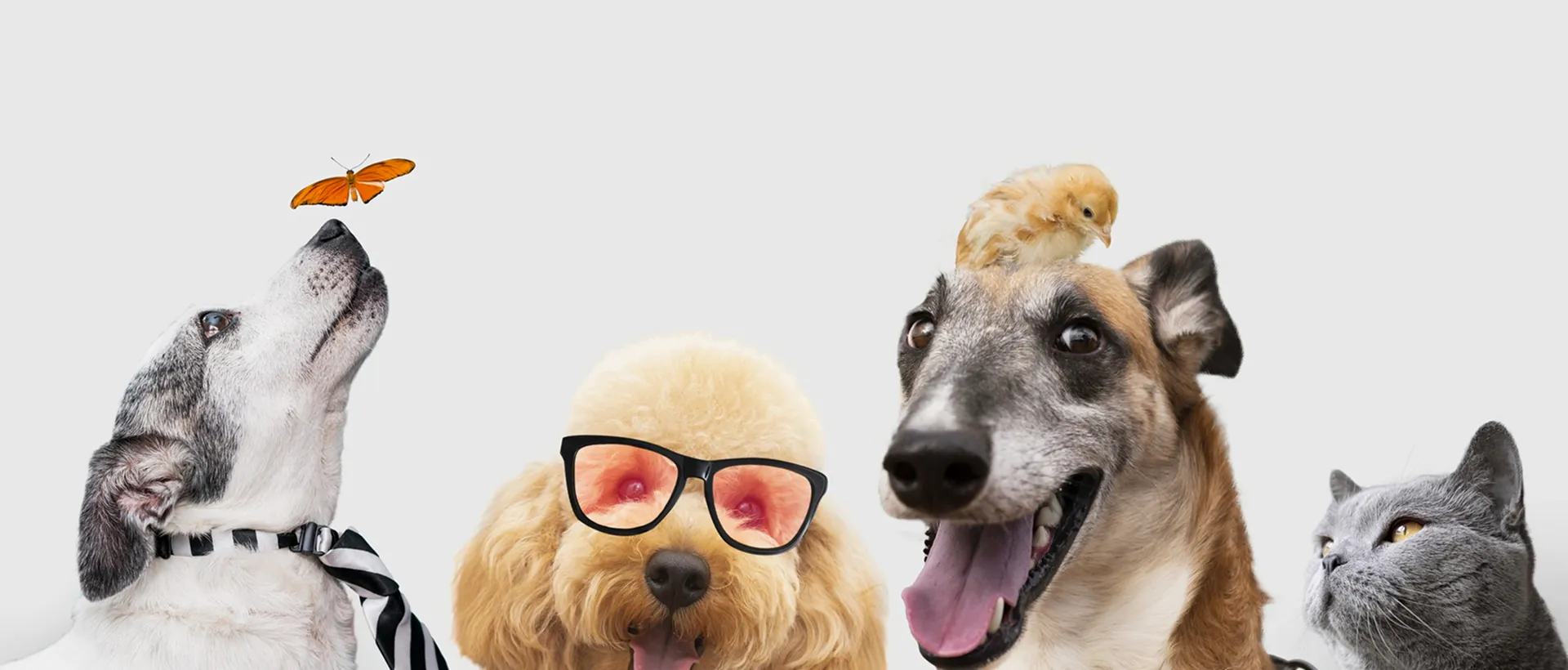 Mascota feliz con sus juguetes y accesorios premium